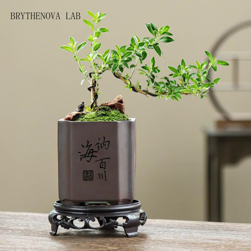 Chiński styl, fioletowa glina, – Bonsai Garden Europe recenzja i cena