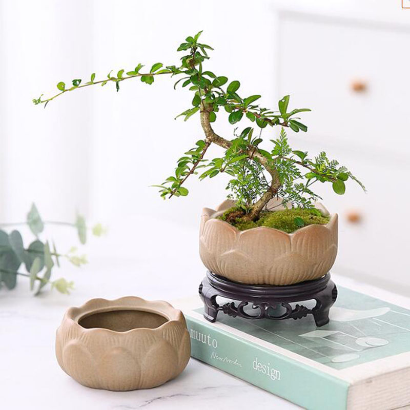 Gruba ceramika Lotos Zielona d – Bonsai Garden Europe recenzja i cena
