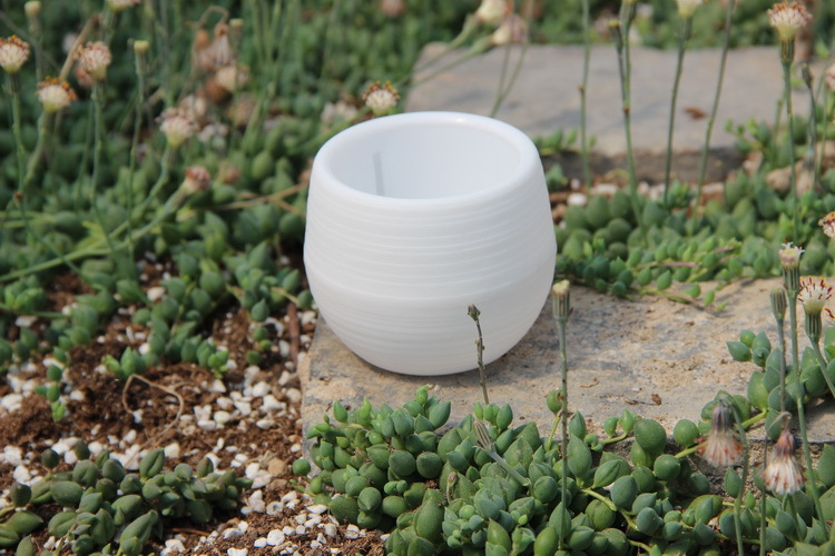 Mini plastikowe doniczki ogrod – Bonsai Garden Europe recenzja i cena
