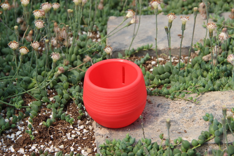 Mini plastikowe doniczki ogrod – Bonsai Garden Europe recenzja i cena